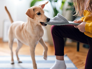 Puppy stealing slipper from woman at home.