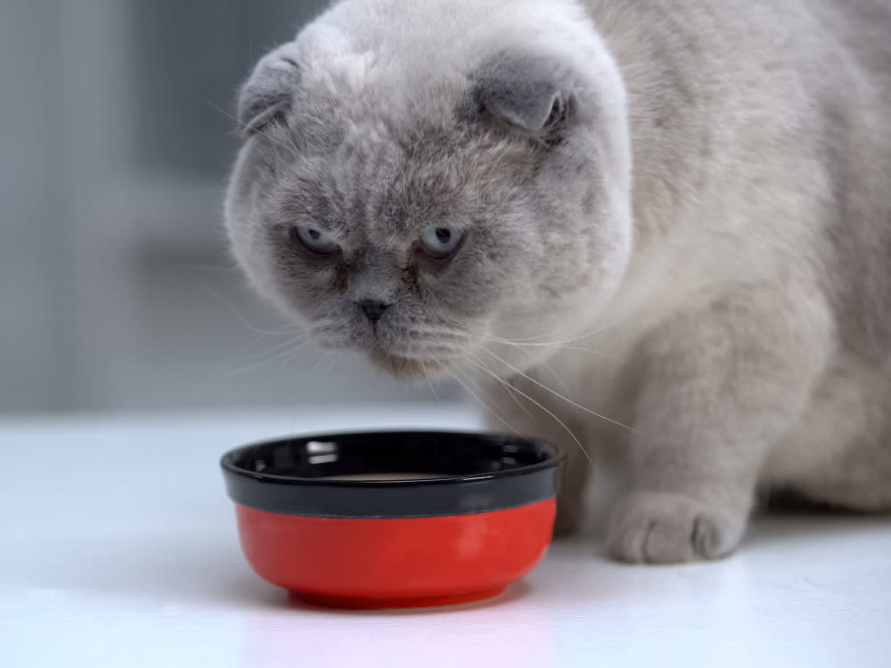 Cat eating out of a red bowl