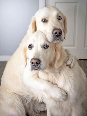 Two dogs hugging.