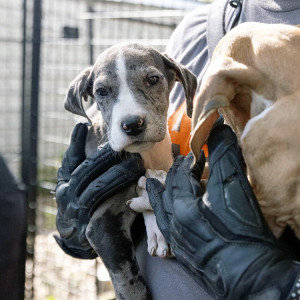 The ASPCA is on the ground in Lake Butler, FL assisting with the rescue of 120 dogs and puppies from an unfit breeding operation. 