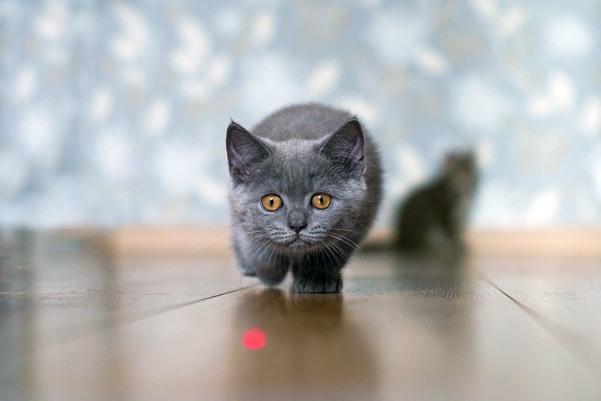 Cat chasing a laser pointer