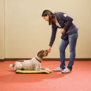 Dog Mat Training: Teach Your Dog Target Training with Mats · The