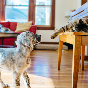 Dog and cat staring at each other inside a home.