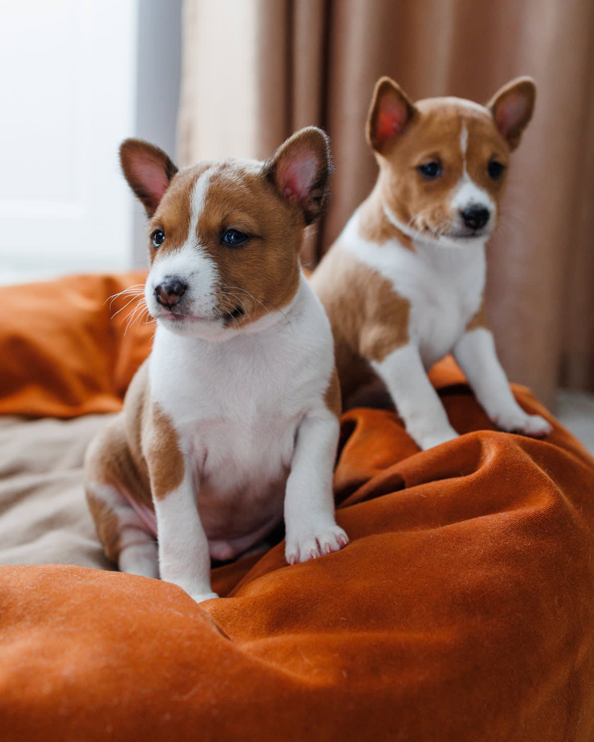 two jack russell puppies sit on an orange bed