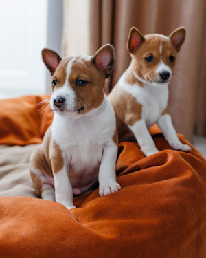 two jack russell puppies sit on an orange bed