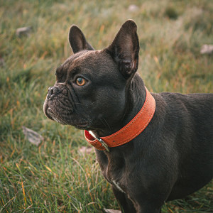 french bulldog with orange collar standing on grass