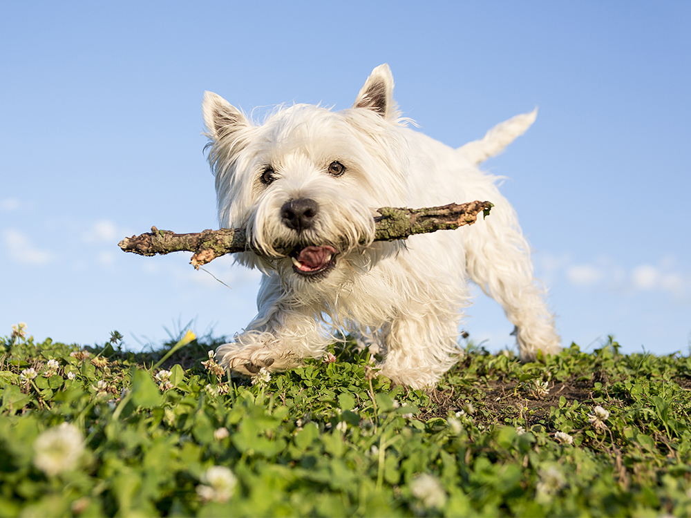 do westies suffer from separation anxiety