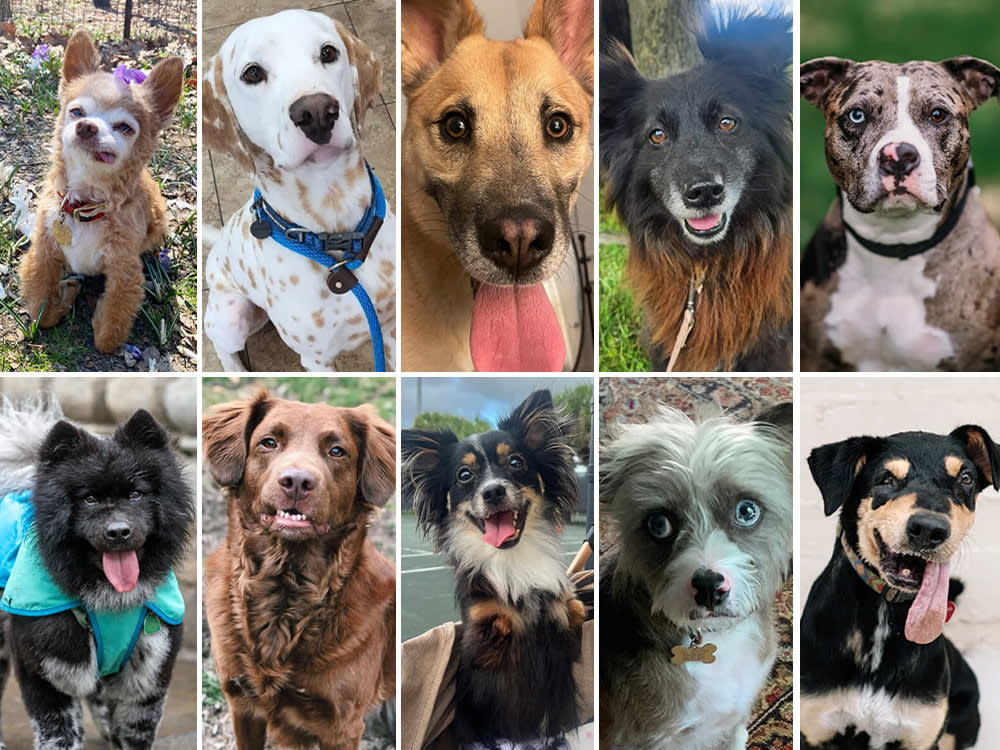 World's Cutest Rescue Dog top ten