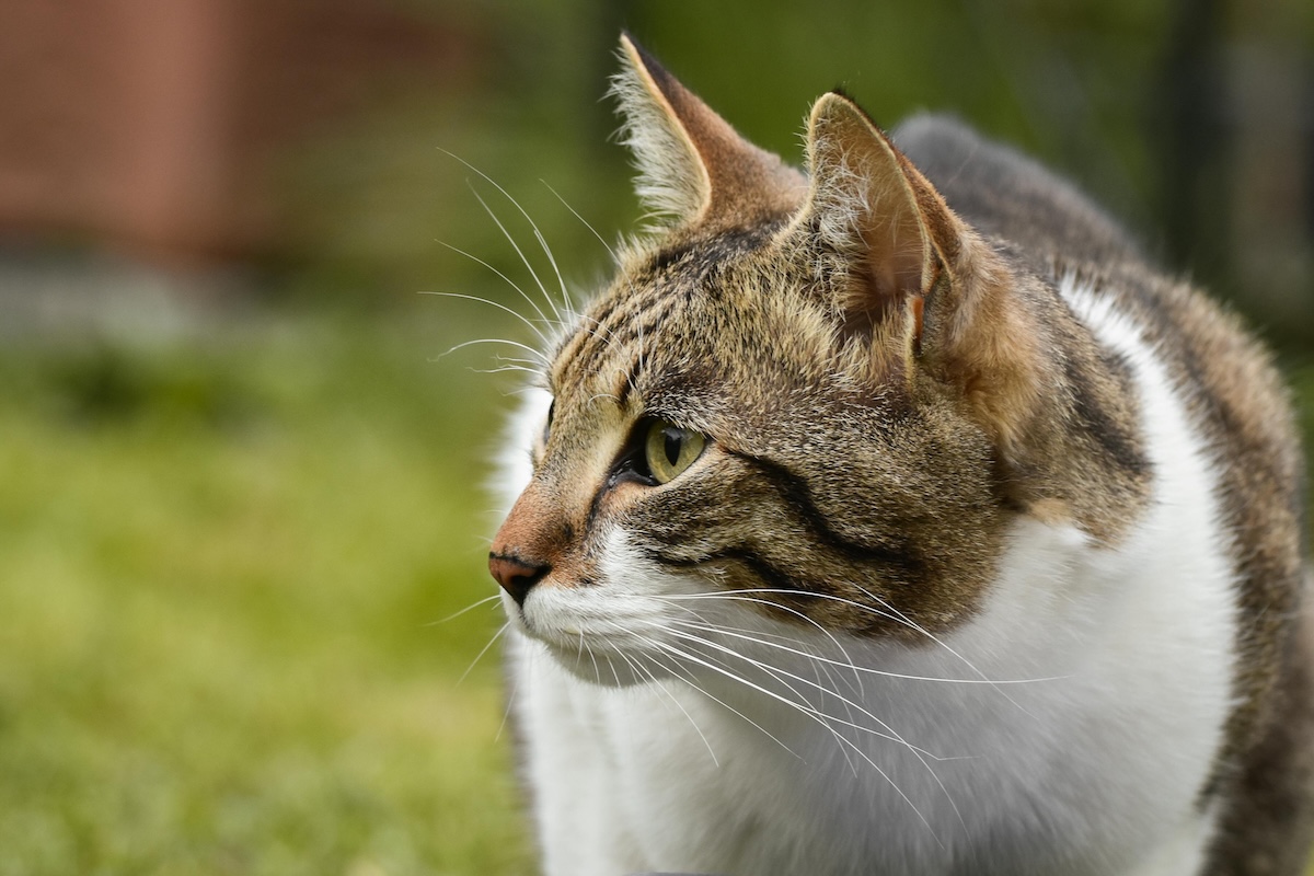 tabby cat outside looking round nervously