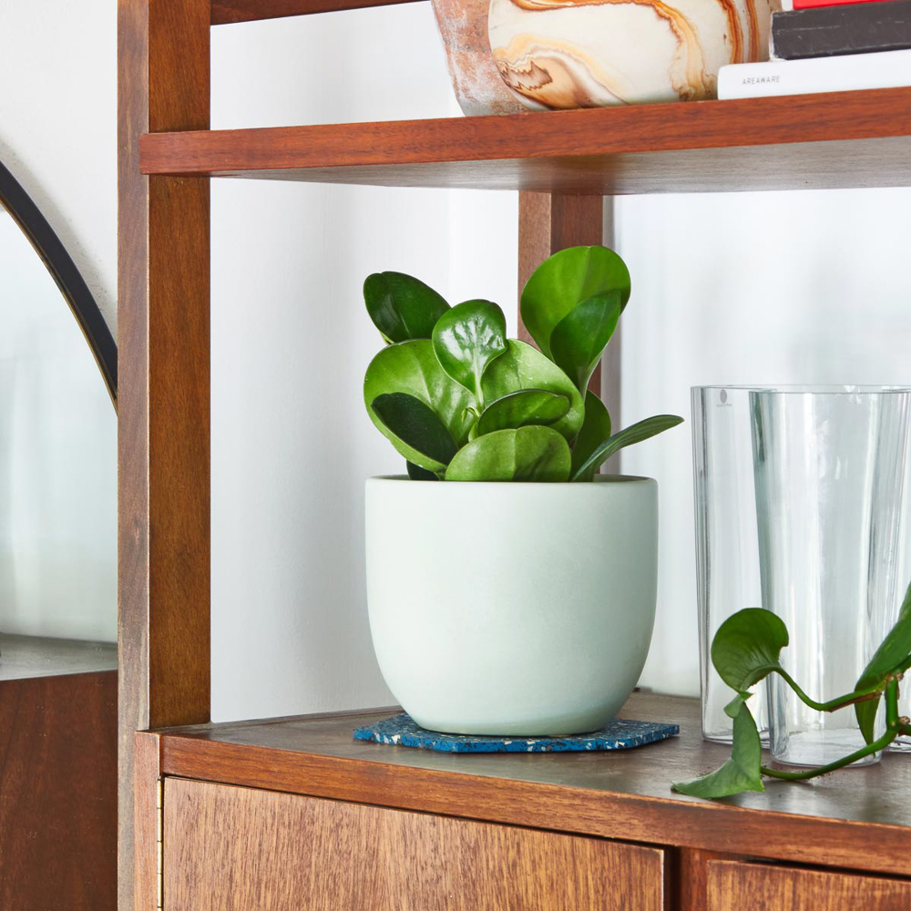 Pilea Obtusifolia on a shelf in a home