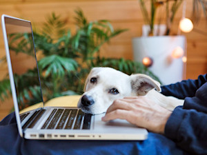 Cute dog trying to get someone's attention.
