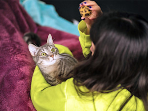 Woman playing fetch with her cat at home.