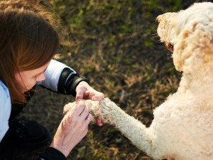 A woman checking out her dogs paw. 