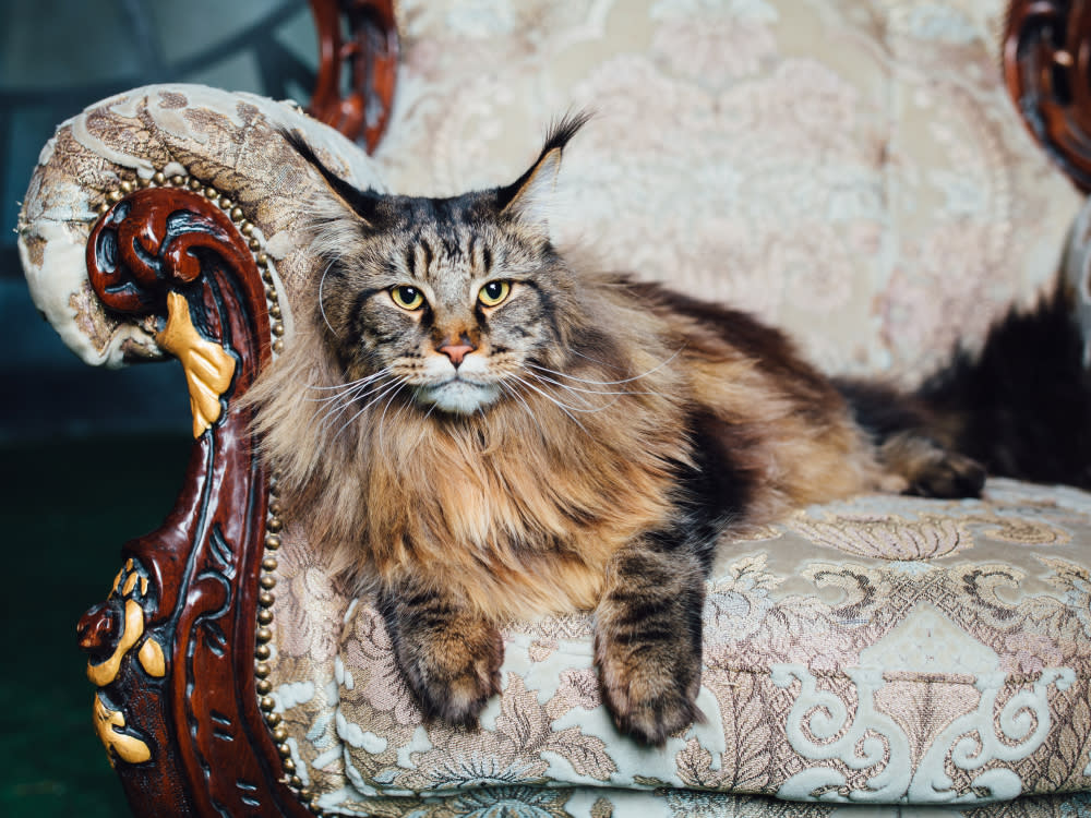 maine coon lounging on fancy sofa