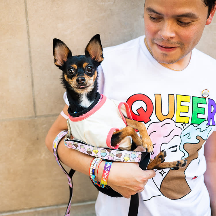 Lulu, Chihuahua, 3 y/o