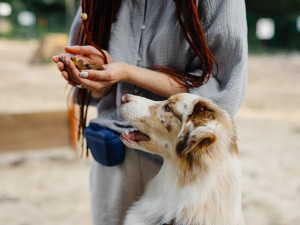 a dog looking at a person holding multiple treats
