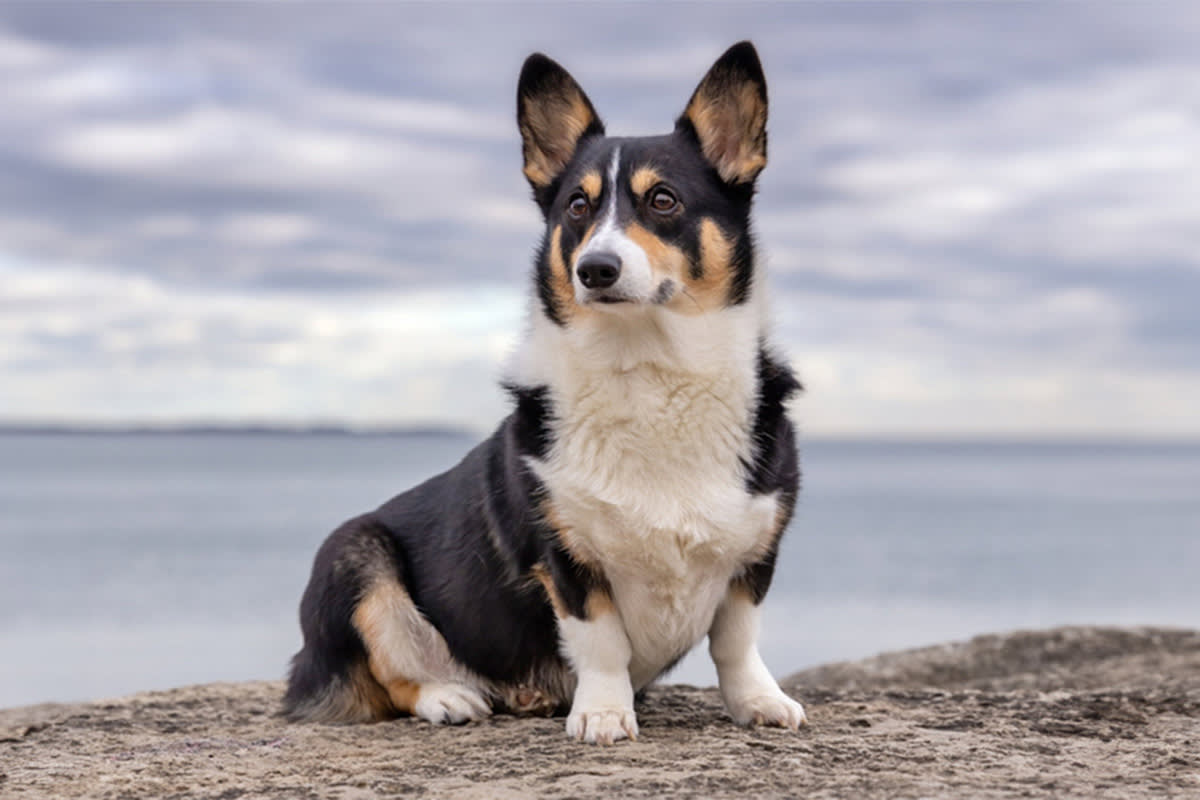 Corgi