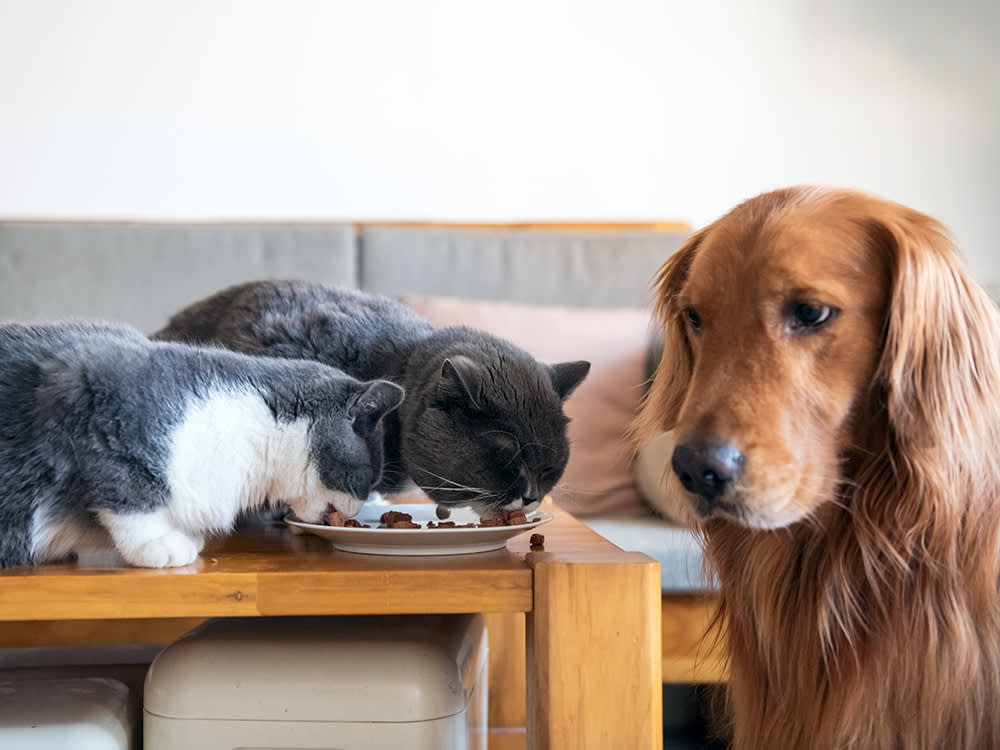 Two grey cats eating dog food from a plate while a brown dog looks on with jealousy