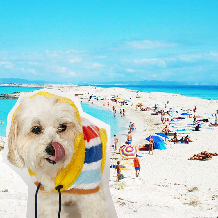 a dog in a bright coat on a beach