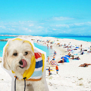 a dog in a bright coat on a beach