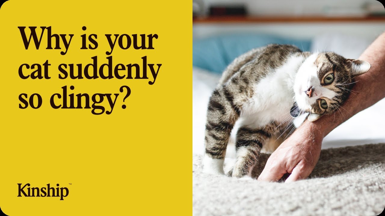 Why Is Your Cat So Clingy?