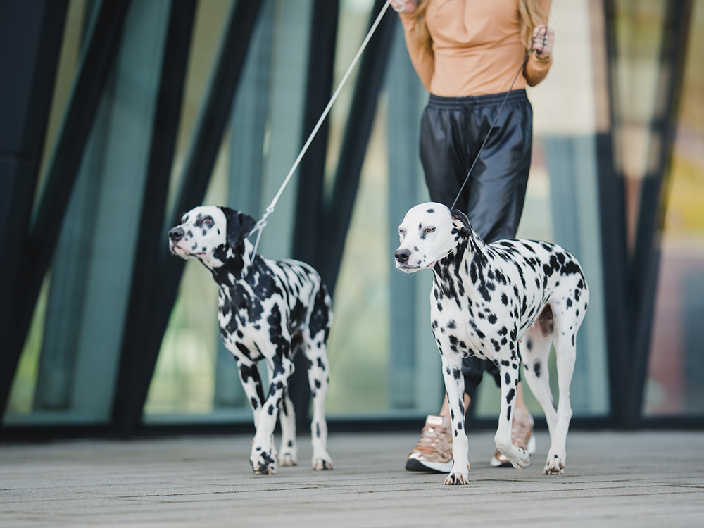 Dog Leash Training: What To Do About Your Dog’S Pulling  