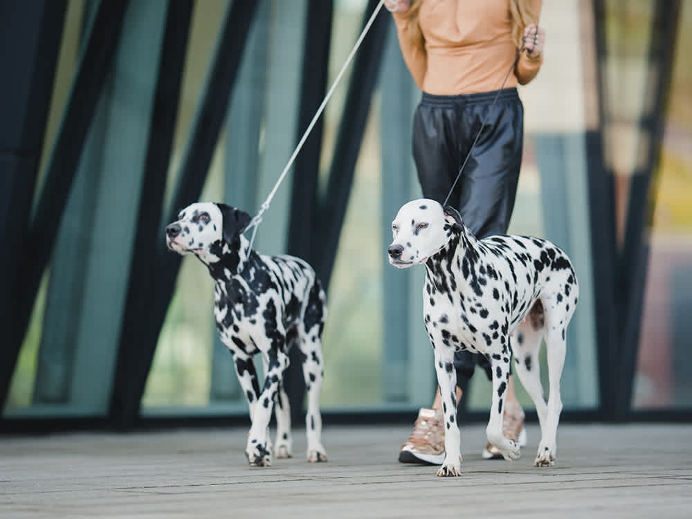 Owner walking two Dalmatians downtown 