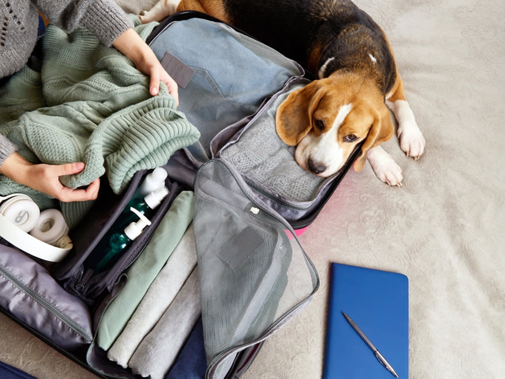 Beagle dog lying on a suitcase