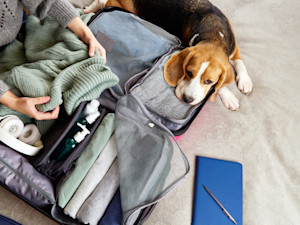 Beagle dog lying on a suitcase