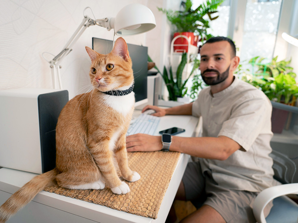 Man at home working at a desk with cat nearby.