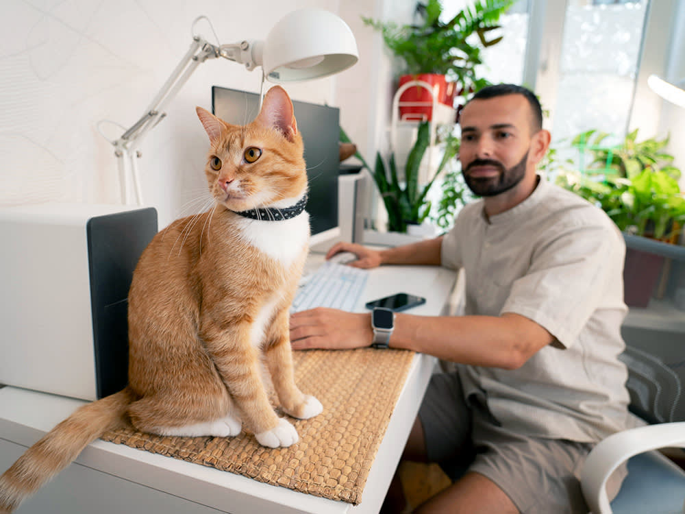 Man at home working at a desk with cat nearby.