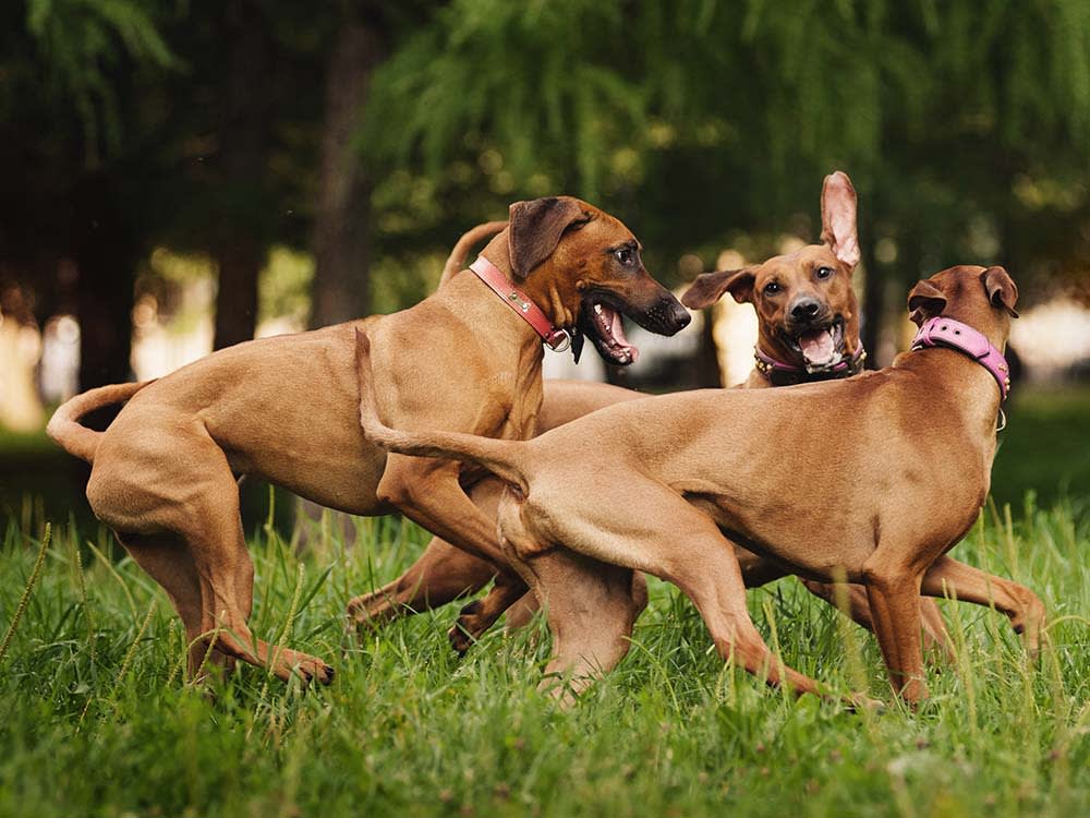 Rhodesian Ridgeback dogs playing in summer grassy field