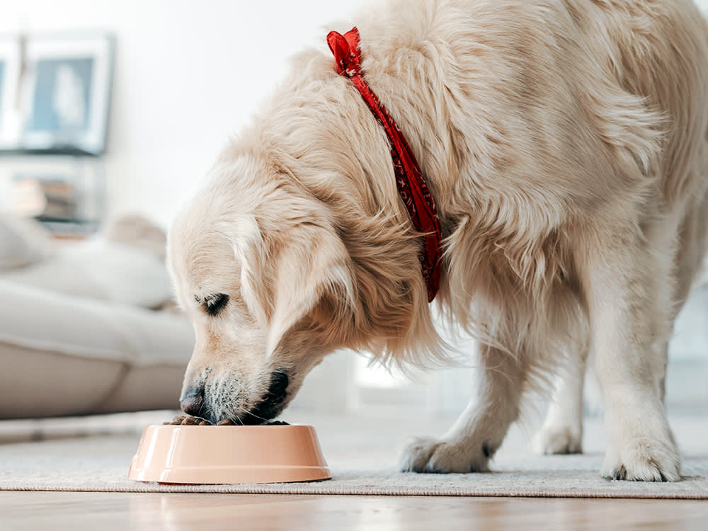 Golden Retriever dog eating kibble at home.