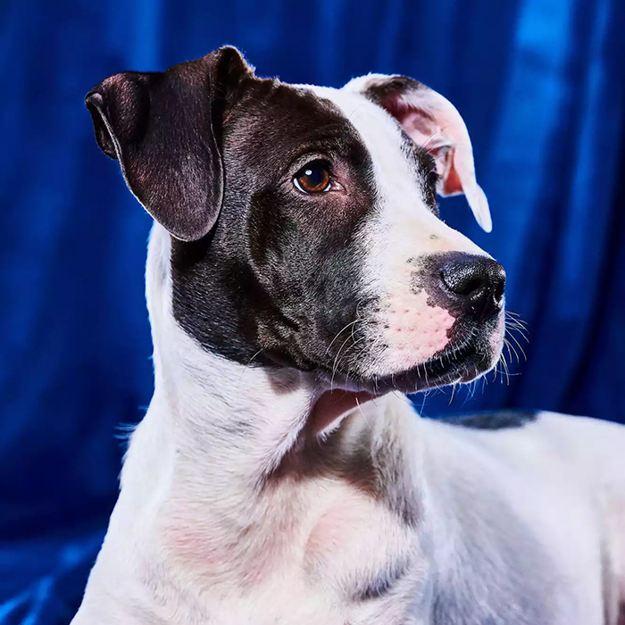 a black and white dog