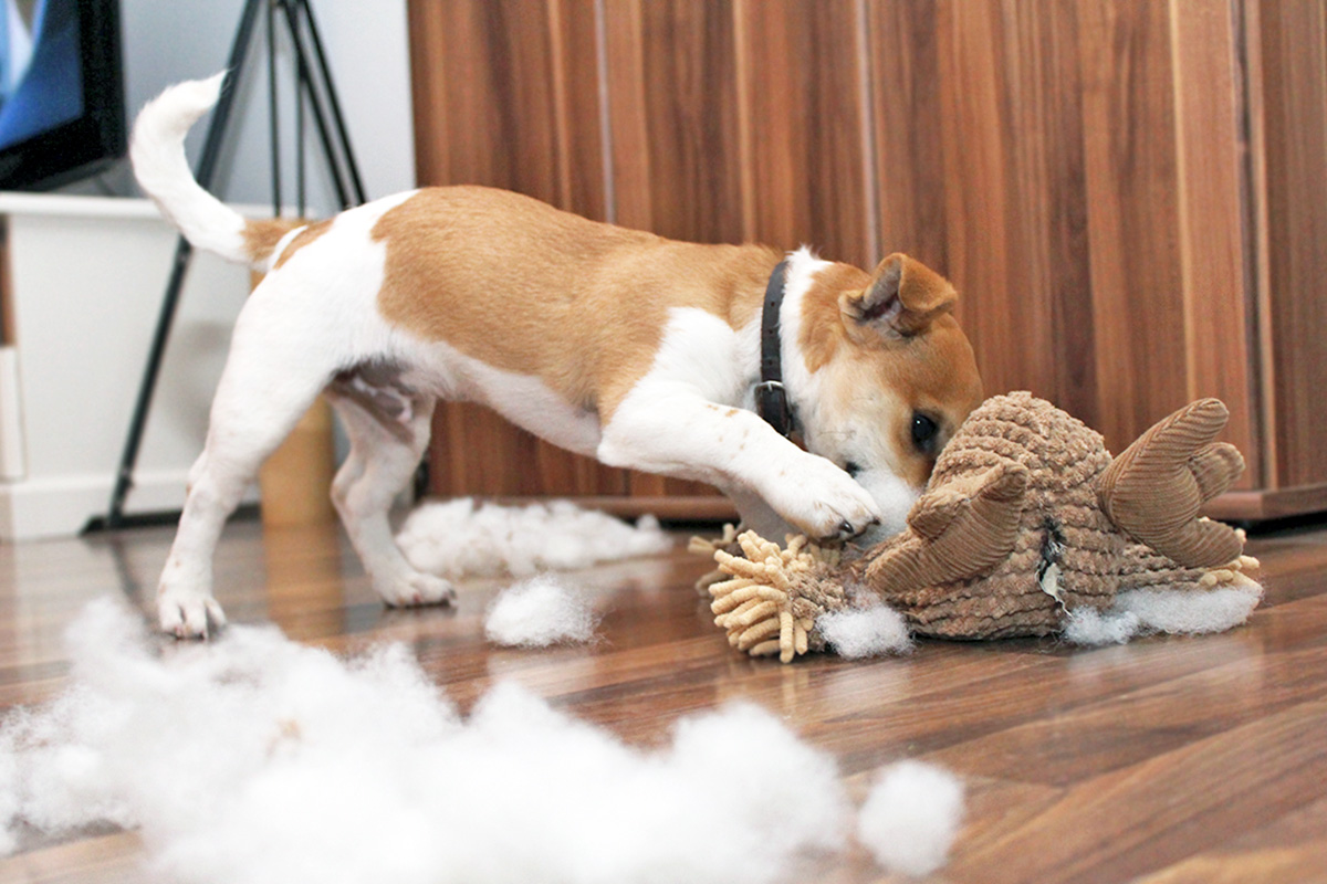 Dog destroying a toy