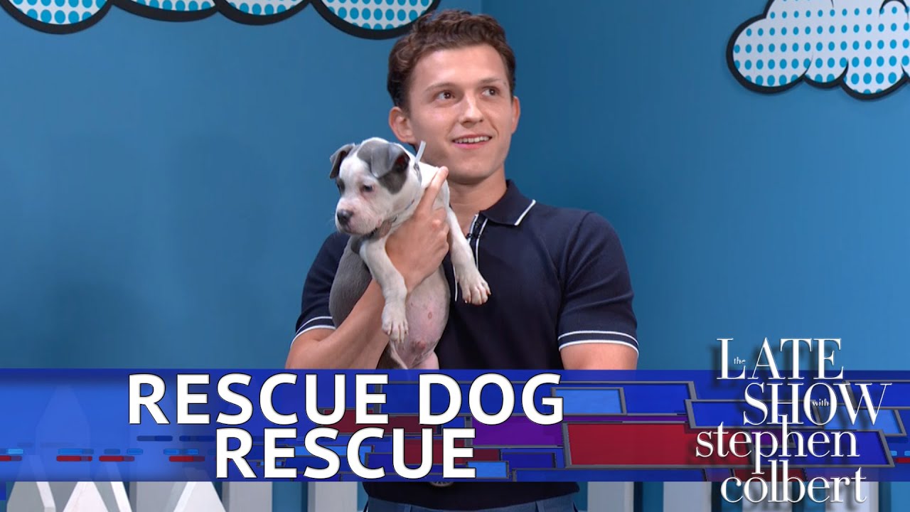 Rescue Dog Rescue With Tom Holland: Superhero Edition