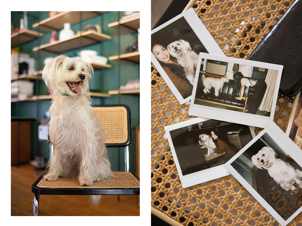 Stephanie Shepherd's small white dog, Binx; polaroids of Stephanie Shepherd and Binx