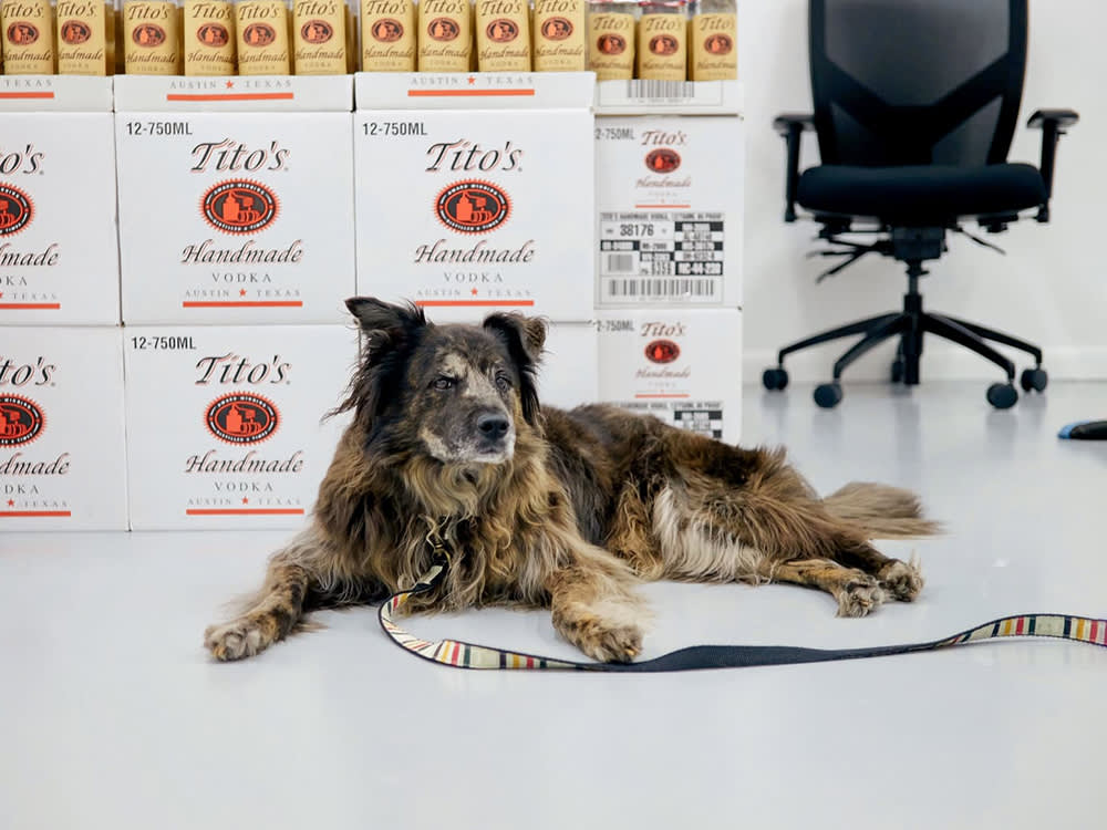 a dog with a box of Tito's merchandise