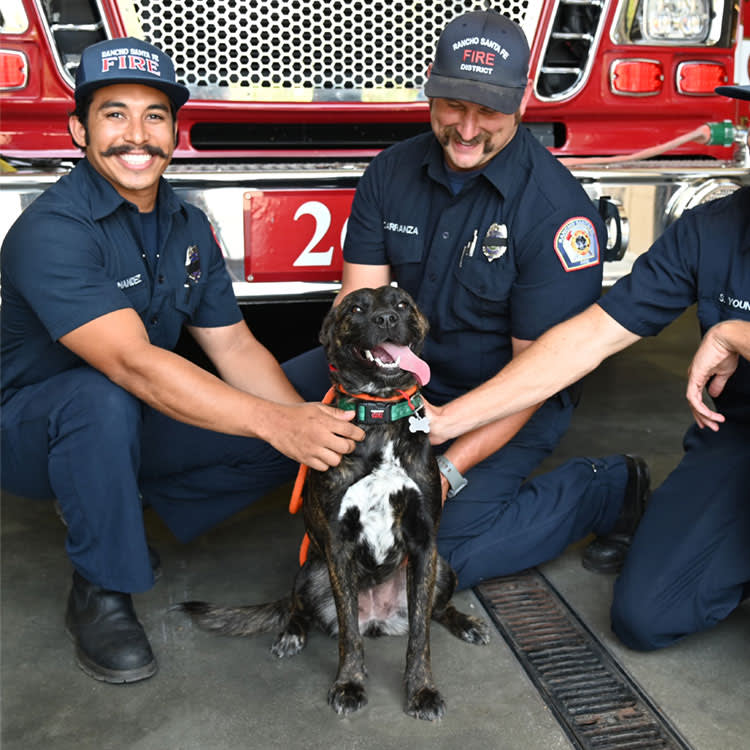 Firefighters greet and pet a mixed breed dog