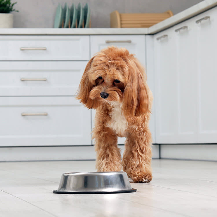 Cute small poodle looking down at food bowl.