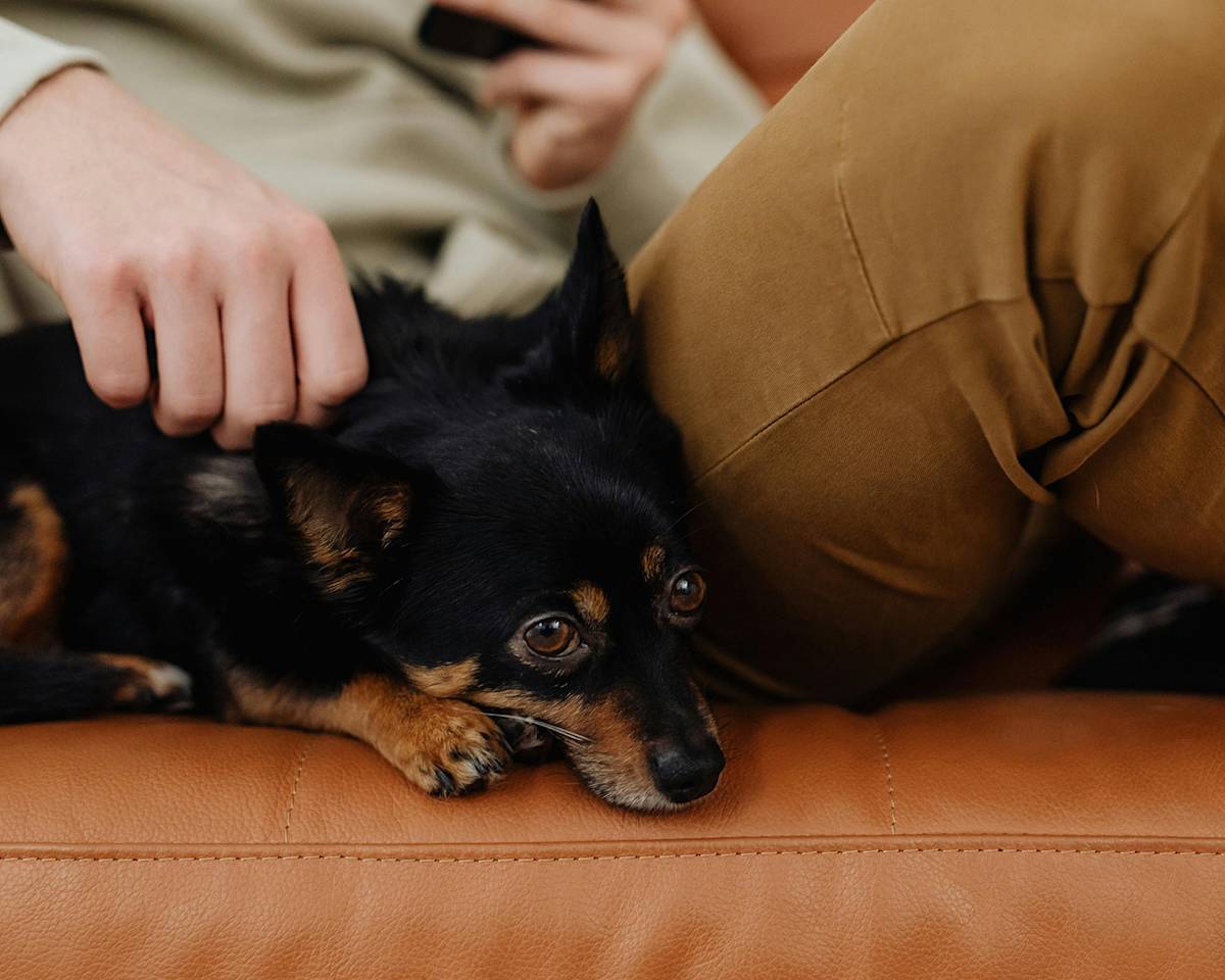 dog cuddling on sofa with human
