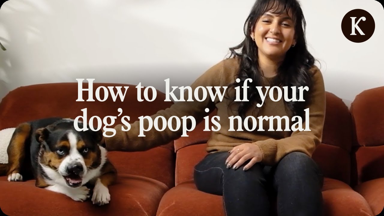 Is Your Dog’s Poop Normal? 5 Signs It’s Not