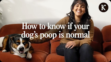 Is Your Dog’s Poop Normal? 5 Signs It’s Not
