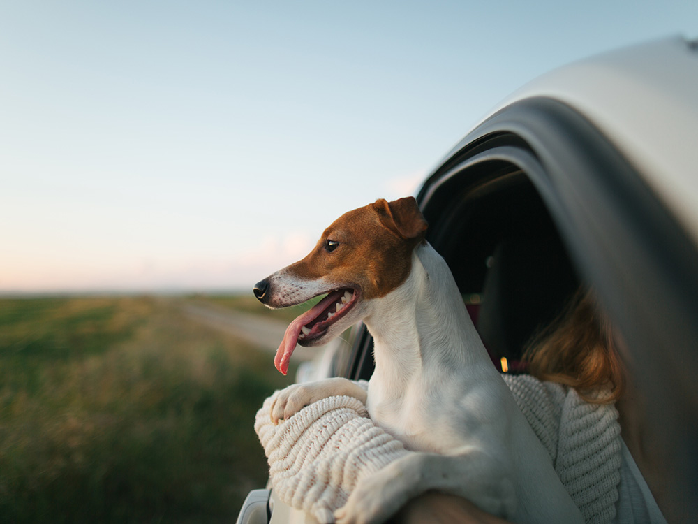 Dog store friendly getaways