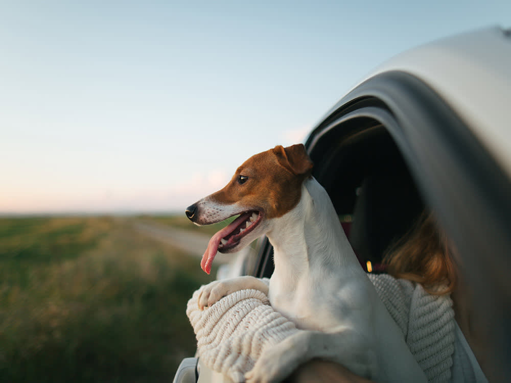 A dog with its head sticking out the window of a moving car. 