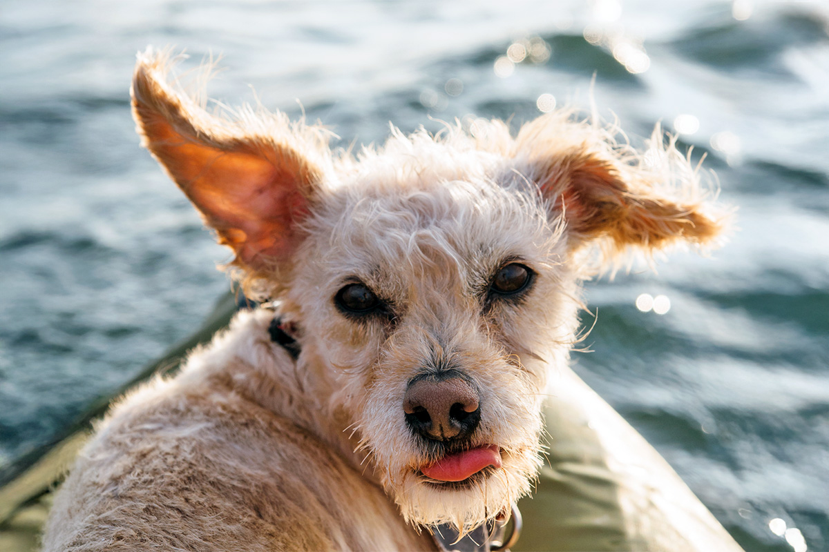 dog by water sticking tongue out