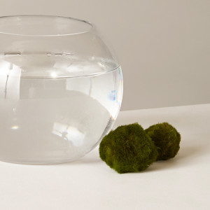 Marimo Moss Ball - The Sill