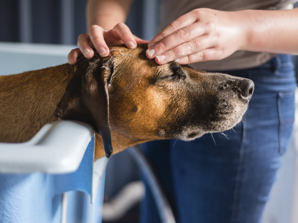 A dog getting its head checked for ticks