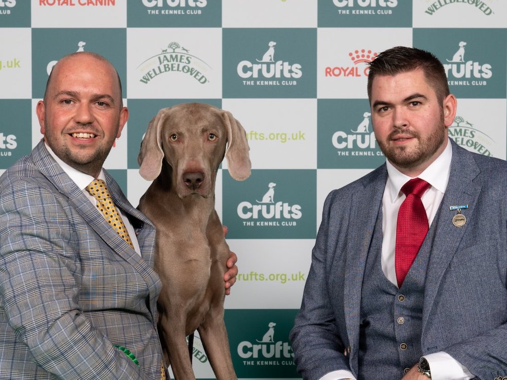 two men in suits pose with a grey weimaramer