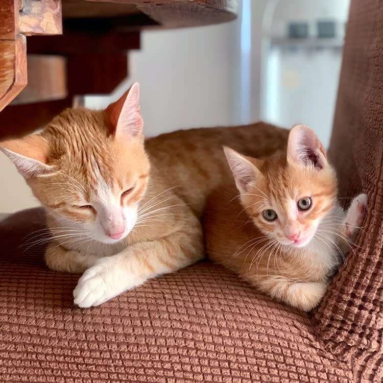 Ginger cat mom and kitten resting.